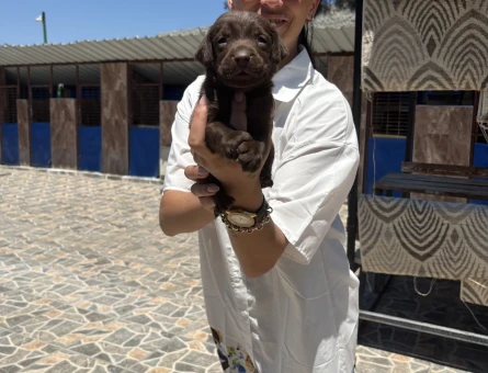 Labrador yavrulara sağlık ve ırk garantilidir - 7109