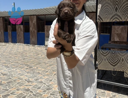 Labrador yavrulara sağlık ve ırk garantilidir - 7109 - Görsel 4