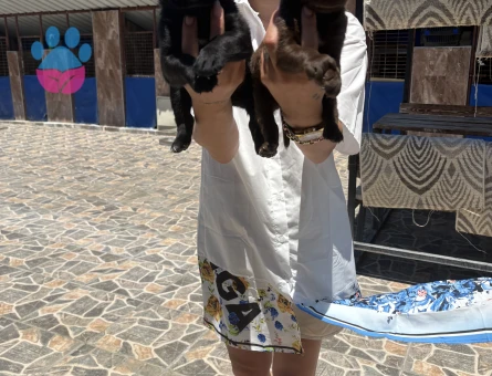 Labrador yavrulara sağlık ve ırk garantilidir - 7109 - Görsel 5