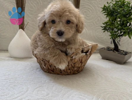 A Kalite Safkan Maltipoo Kore - 7110 - Görsel 4