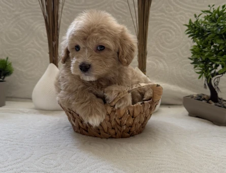 A Kalite Safkan Maltipoo Kore - 7110