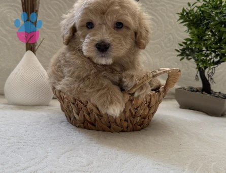 A Kalite Safkan Maltipoo Kore - 7110 - Görsel 3
