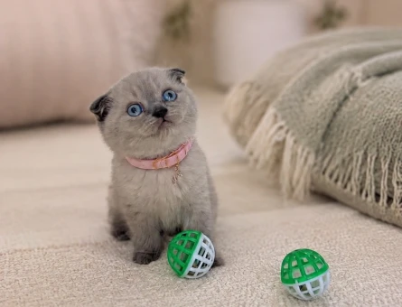 Scottish Fold Blue Point Dişi Yavrumuz - 7112