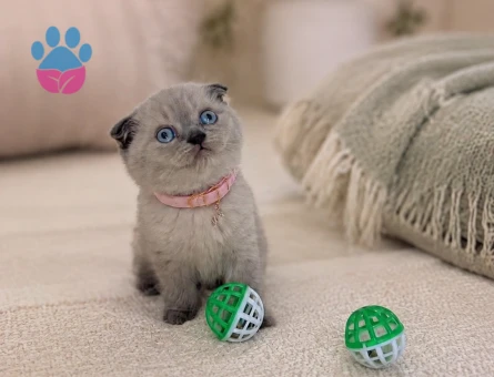 Scottish Fold Blue Point Dişi Yavrumuz - 7112 - Görsel 3