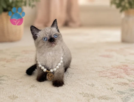 British Shorthair Çikolata Point Dişi Yavrumuz - 7116