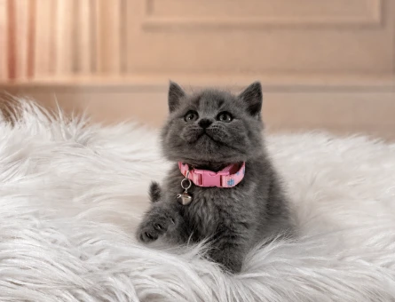 British Shorthair Gri Dişi Yavrumuz - 7117