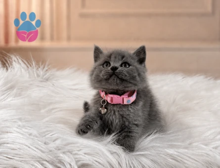 British Shorthair Gri Dişi Yavrumuz - 7117 - Görsel 3