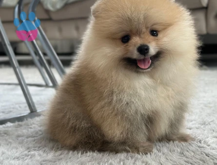 Sevimli Kardeşler PomeranianBoo - 7120