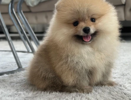 Sevimli Kardeşler PomeranianBoo - 7120