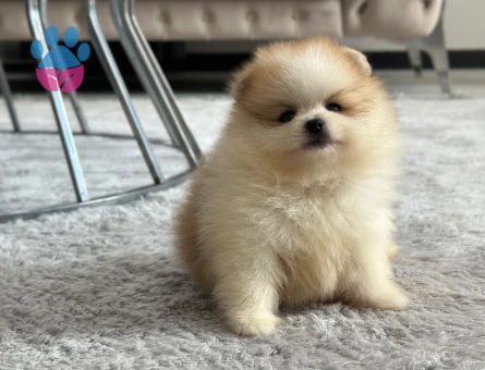 Sevimli Kardeşler PomeranianBoo - 7120 - Görsel 3
