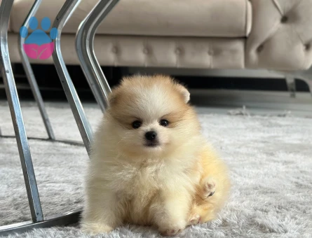 Sevimli Kardeşler PomeranianBoo - 7120 - Görsel 5