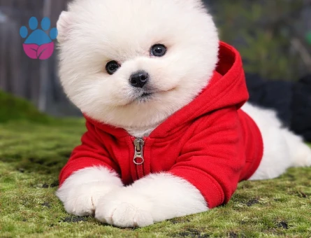 Boo Pomeranian Karbeyaz Kardeşler - 7122 - Görsel 3