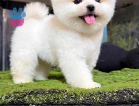 Boo Pomeranian Karbeyaz Kardeşler - 7122