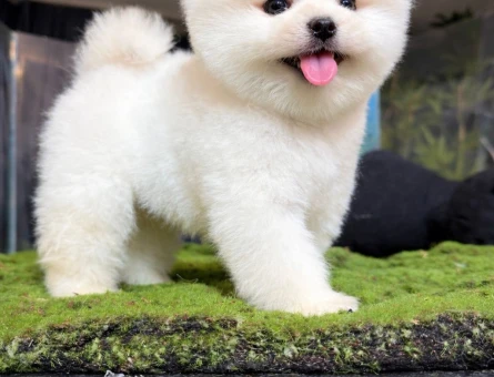 Boo Pomeranian Karbeyaz Kardeşler - 7122