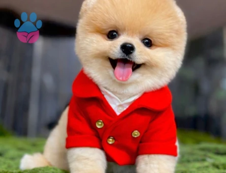 Boo Pomeranian Karbeyaz Kardeşler - 7122 - Görsel 4