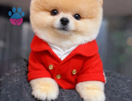 Boo Pomeranian Karbeyaz Kardeşler - 7122 - Görsel 5