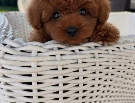orjinal kore poodle yavrular - 7123