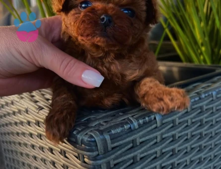 orjinal kore poodle yavrular - 7123 - Görsel 5