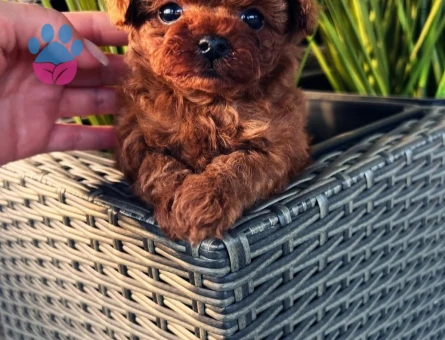 orjinal kore poodle yavrular - 7123 - Görsel 4