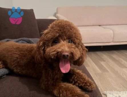 Toy poodle saf kan 1,5 yaşında - 7127 - Görsel 4