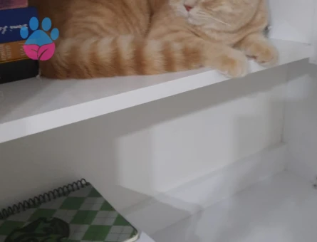 Safkan British Shorthair  9 Aylık