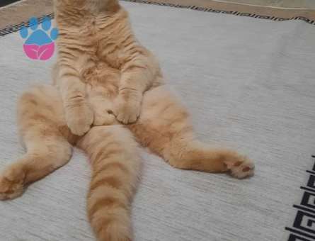 Safkan British Shorthair  9 Aylık