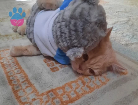 Safkan British Shorthair  9 Aylık