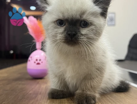 A+ KALİTE TOP KAFA BRİTİSH SHORTHAİR YAVRUMUZ