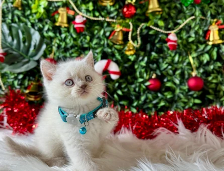 British Shorthair Bluepoint Erkek 2 Aylık