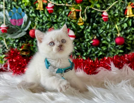 British Shorthair Bluepoint Erkek 2 Aylık