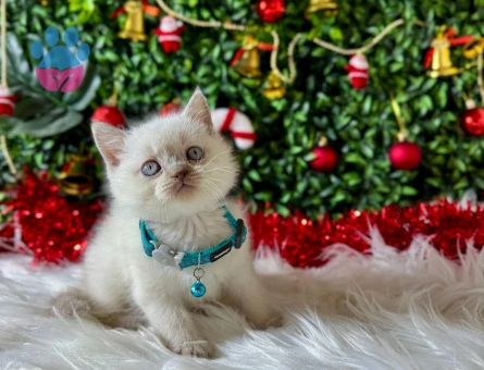 British Shorthair Bluepoint Erkek 2 Aylık