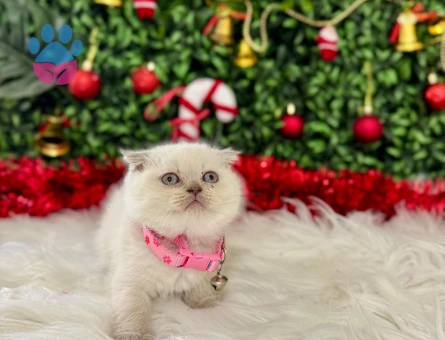 Scottish Fold Bluepoint Dişi 2 Aylık