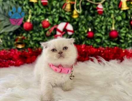 Scottish Fold Bluepoint Dişi 2 Aylık