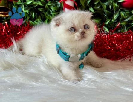 Scottish Fold Dişi Bluepoint 2 Aylık