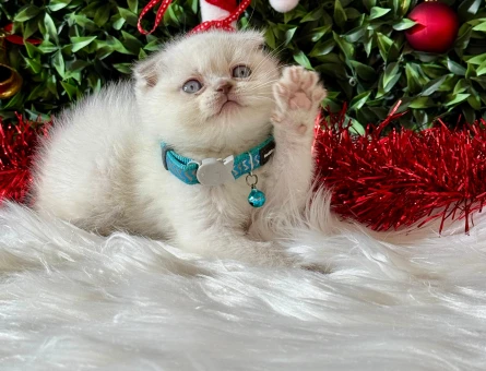 Scottish Fold Dişi Bluepoint 2 Aylık