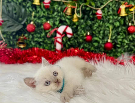 Blueponit British Shorthair Erkek 2 Aylık