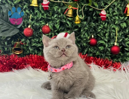 British Shorthair Lilac Dişi 2 Aylık