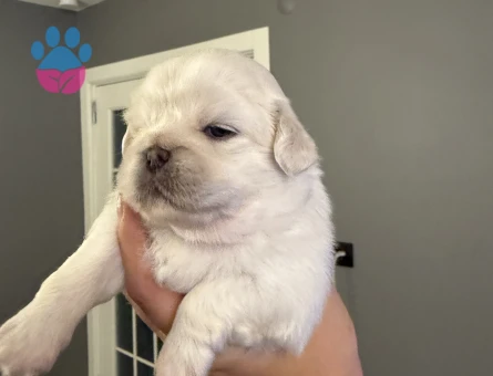 İmperial Pekinez yavruları