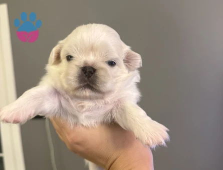 İmperial Pekinez yavruları