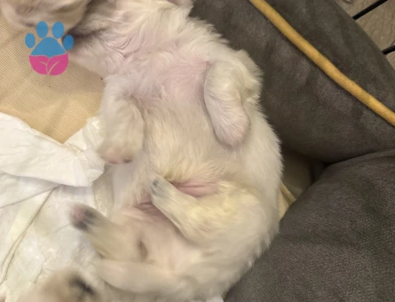 İmperial Pekinez yavruları