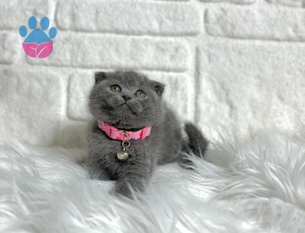 Scottish Fold Dişi Top Kafa Yavrumuz 2 Aylık