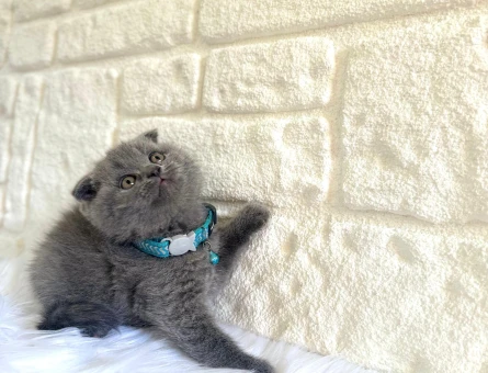 Scottish Fold Gri Erkek Yavrumuz