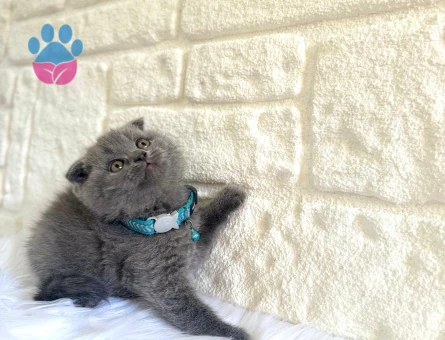 Scottish Fold Gri Erkek Yavrumuz