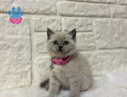 British Shorthair Dişi Bluepoint Yavrumuz