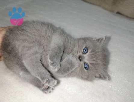 British shorthair Dişi 1,5 Aylık Yavrular