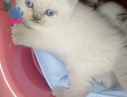 British shorthair Dişi 1,5 Aylık Yavrular