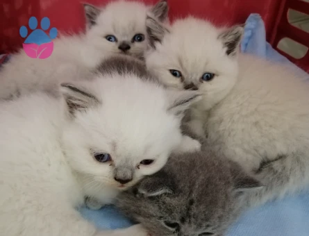 British shorthair Dişi 1,5 Aylık Yavrular