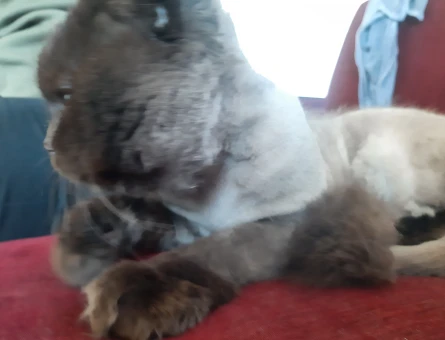 Scottish Fold Kırma 5 Yaşında