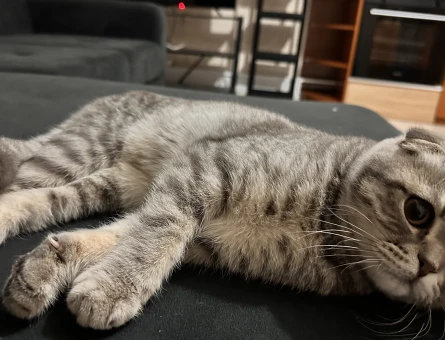 Scottish Fold 8 Aylık