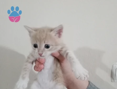 Sarman Yavrular Dişi ve Erkek